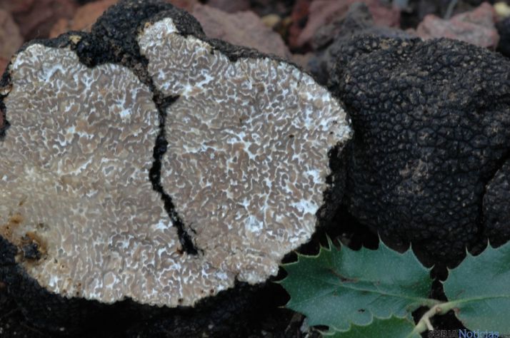 Imagen de trufa de verano