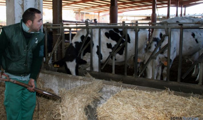 Explotación vacuna.