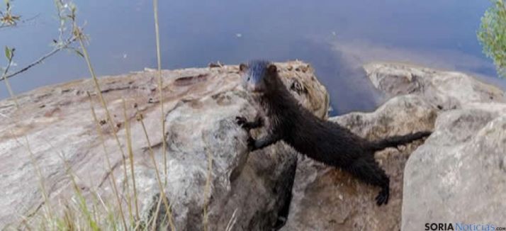 Visón americano en Covaleda/Raul Ojeda