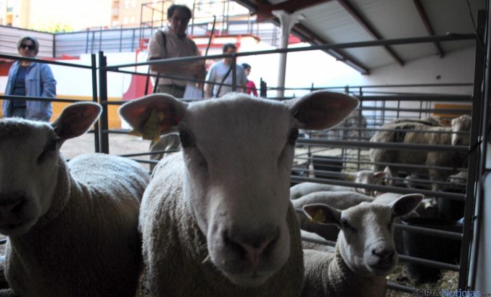 Imagen de la feria ganadera en el coso de San Benito. / SN