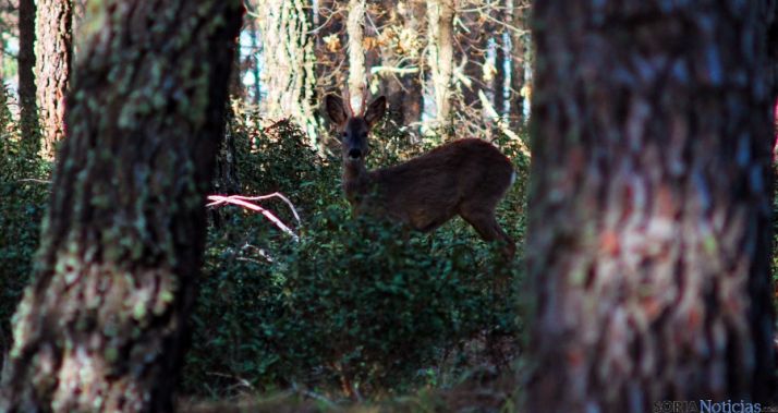 Un corzo en un bosque cercano a Lubia. / SN