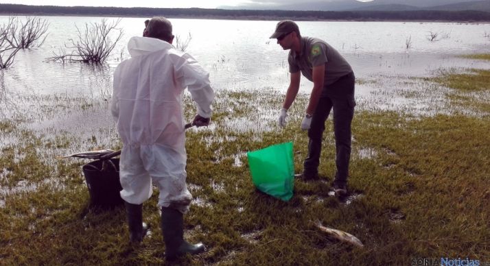 Imagen de archivo de la recogida de carpas. / Jta.