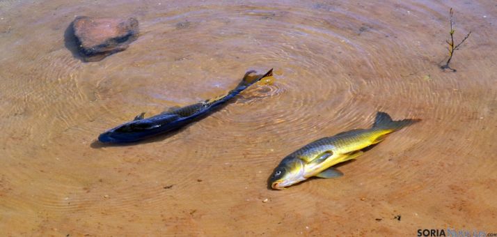 Ejemplares de carpa muertos en el embalse de la Cuerda del Pozo. / SN