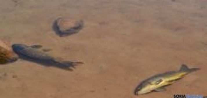 Carpas muertas en el embalse de la Cuerda del Pozo