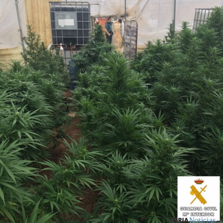 Plantación de marihuana/Sub