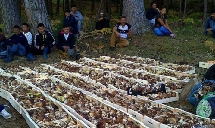 Recolectores sin permisos y hongos decomisados en 2014. / SN