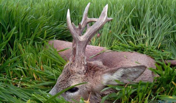 El corzo de Soria es muy valorado por los cazadores españoles