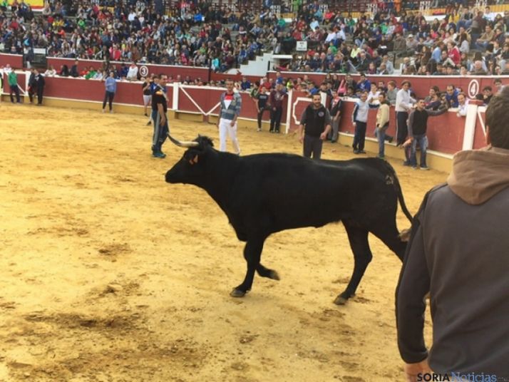Vaquillas de San Saturio