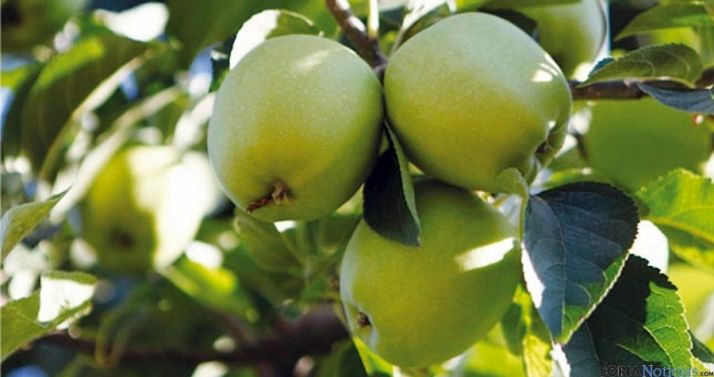 Manzanas en la explotación de Nufri en La Rasa. / Nufri