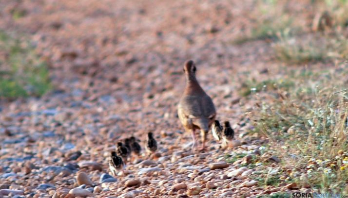 Perdiz con sus perdigones cerca del Tiñoso./SN