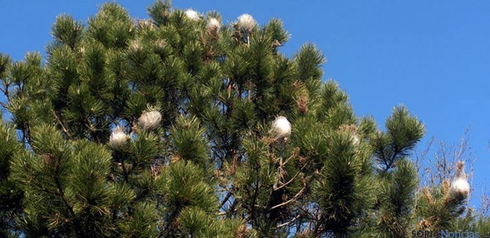 Ramas de un pino afectado por la procesionaria en Soria. / SN
