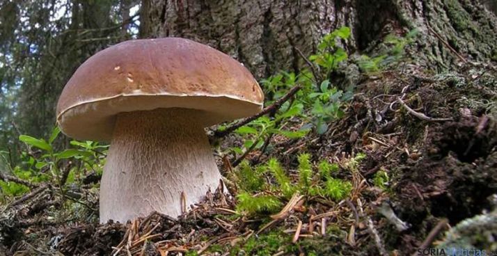 Ejemplar de un boletus edulis en un pinar soriano. / SN