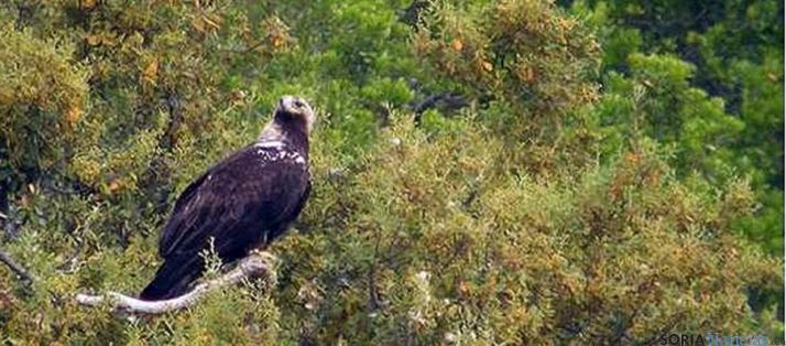Un ejemplar de esta rapaz avistado en la Comunidad. 