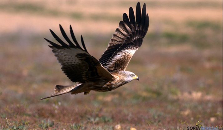 Un milano real. / Talavasso-Imágenes