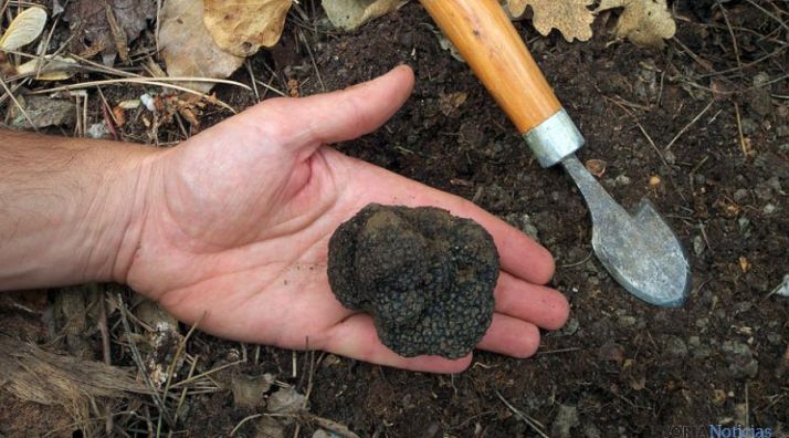 Una trufa recién extraída en un encinar soriano. / SN