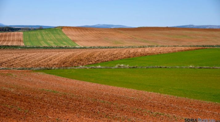 Campos de labor en la provincia de Soria. / SN