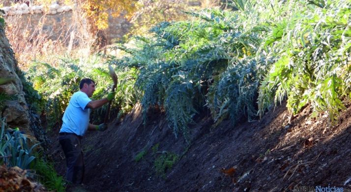 Labores de cultivo del cardo rojo. / Ayto. Ágr.