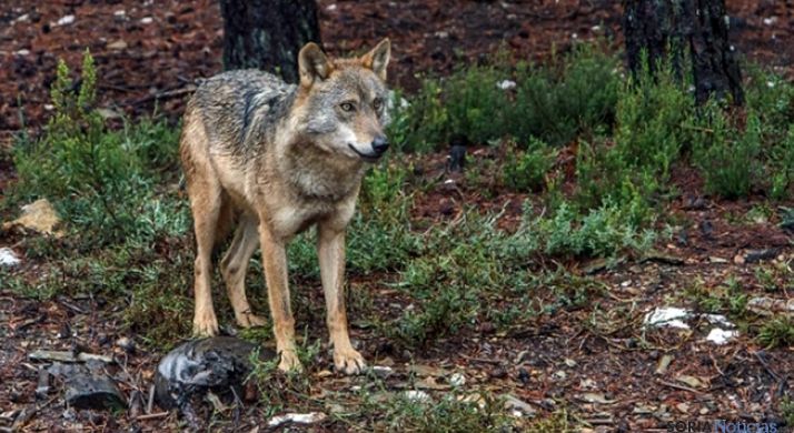 Un ejemplar de lobo en Sanabria (Zamora). / Jta.