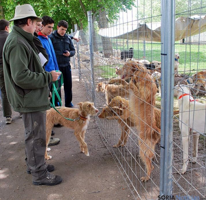 Perros de una rehala en Ágreda./SN