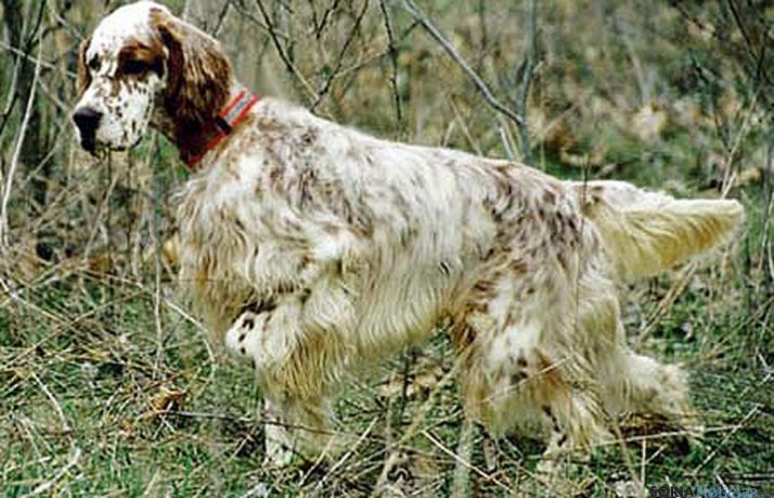 Un setter inglés mostrando una becada.