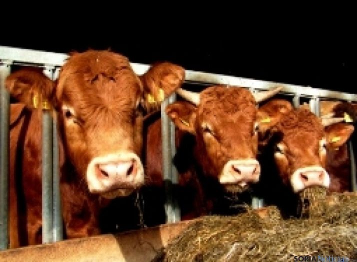 Ganado vacuno en una explotación.