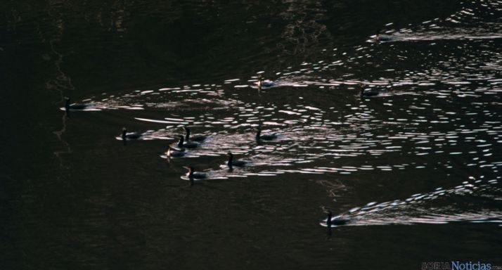 Cormoranes esta mañana en el Duero. / SN