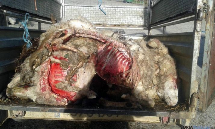 Cádaveres de algunas de las ovejas.