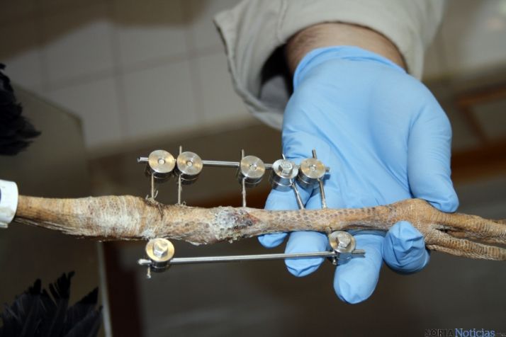 Una de las patas en tratamiento de una cigüeña./Jta