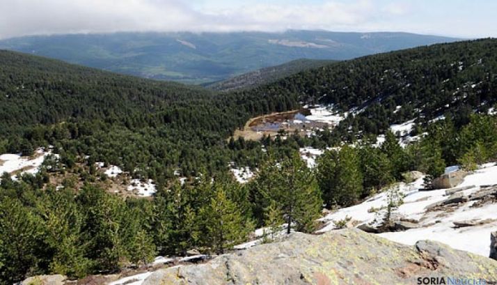 Imagen de un bosque de Pinares en Soria. / SN