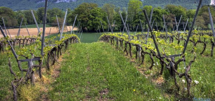 Imagen de un viñedo. / SN