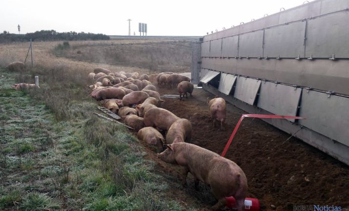Los animales supervivientes del accidente al lado del vehículo. / SN