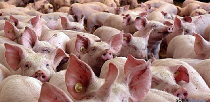 El precio está por debajo de un euro el kilo. / SN