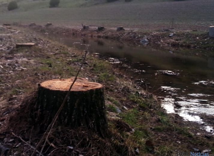 Asden denuncia la tala de chopos en el Cañón del Río Lobos