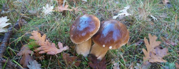 Hongos en el monte de Soria