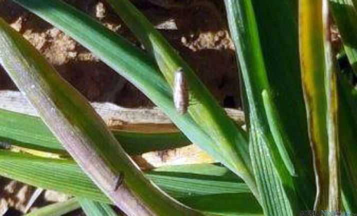 Una planta afectada. / ASAJA Soria