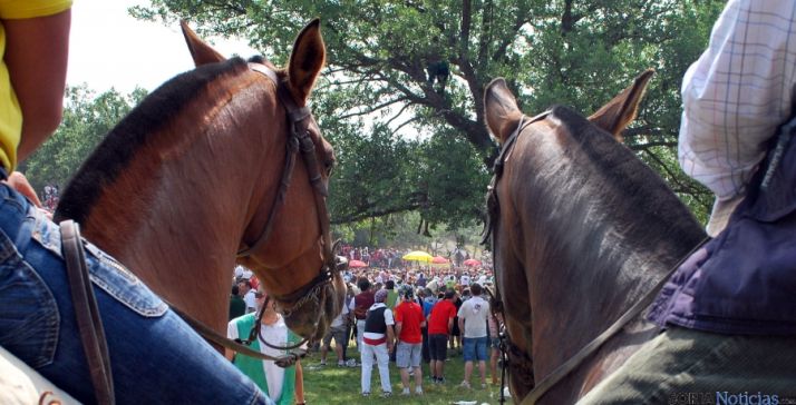 Dos caballos en el día de La Saca. / SN