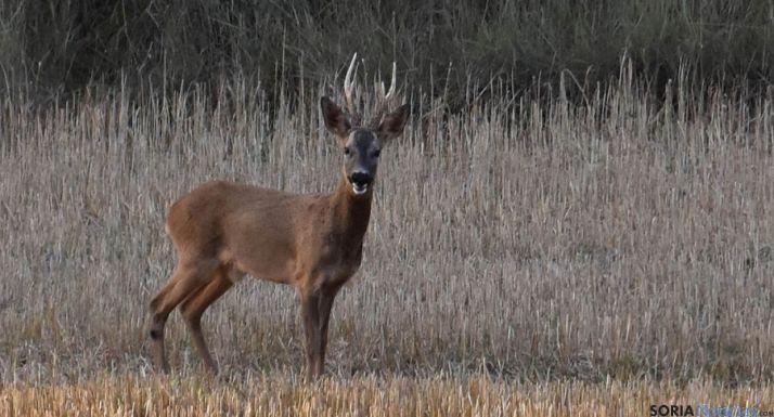 Un magnífico ejemplar de corzo./Jta
