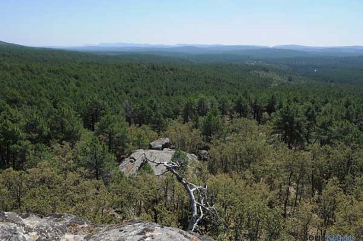 Imagen de Pinar Grande, en Navaleno. / SN