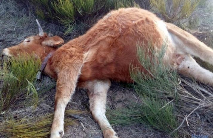 El animal tras el ataque./SN