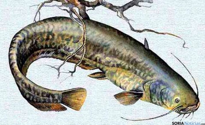 El siluro, amenaza en el Duero.
