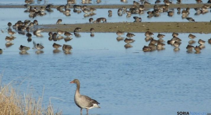 Lagunas de la Nava y Villafábila