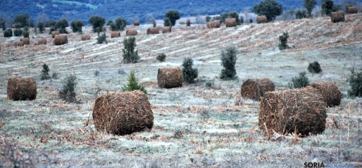 Pacas de jara para biomasa en el término de Reniblas. / SN