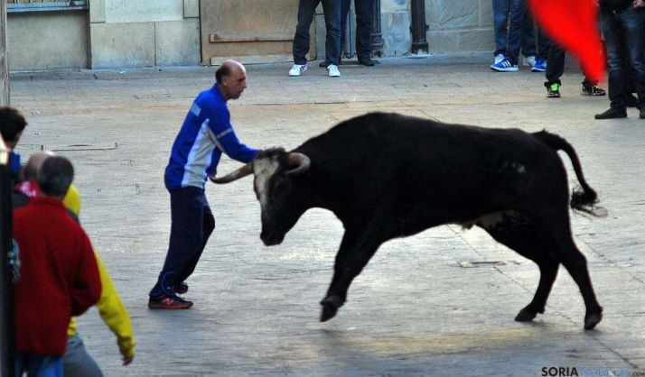 Un encierro de ganado bravo en las calles de Ágreda el año pasado. / SN