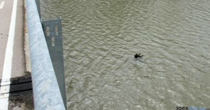 El cadáver del perro en las aguas del Duero. / SEPRONA