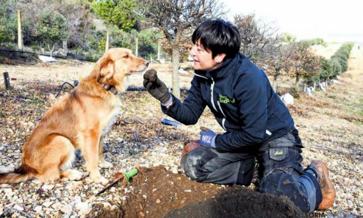 Caza de trufa con perro en una explotación de la provincia. / SN