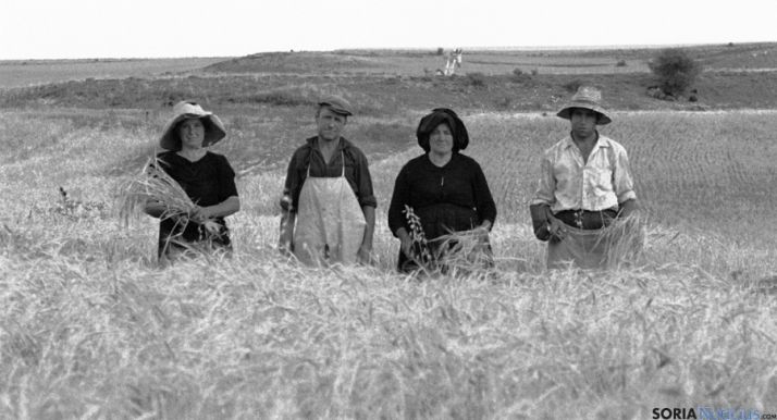 Segadores en Rello. / Caloto