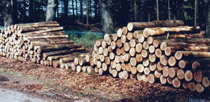 Troncos de pináster tras su tala. / SN