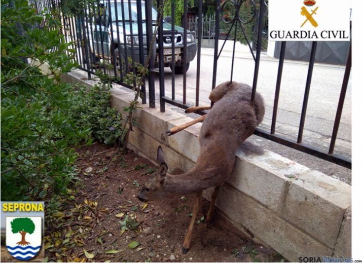 El animal atrapado en los barrotes./GC