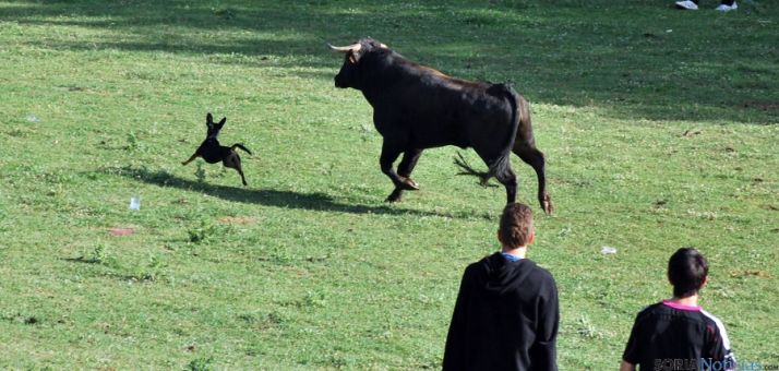 Un novillo el año pasado en Valonsadero./SN