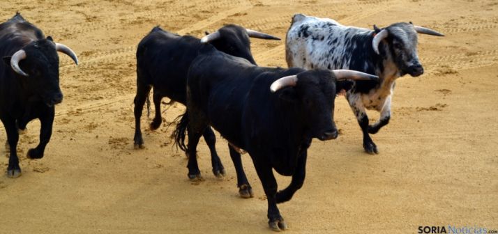 Cientos de sorianos siguen en la plaza la llegada de los novillos del Viernes de Toros